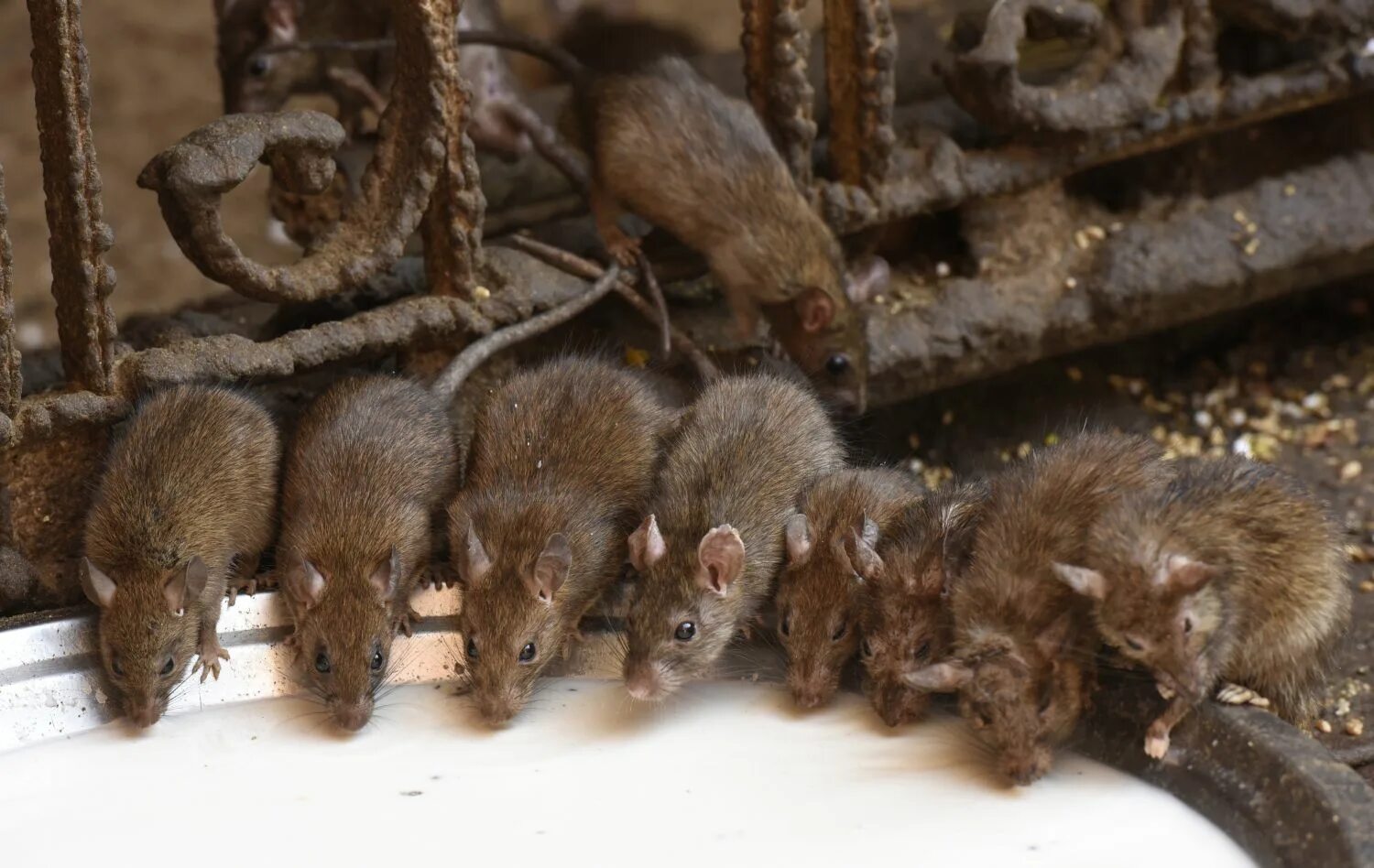 Много мышей. Мышь и крыса. Несколько мышей. Много грызунов. К чему снятся крысы мыши мужчине