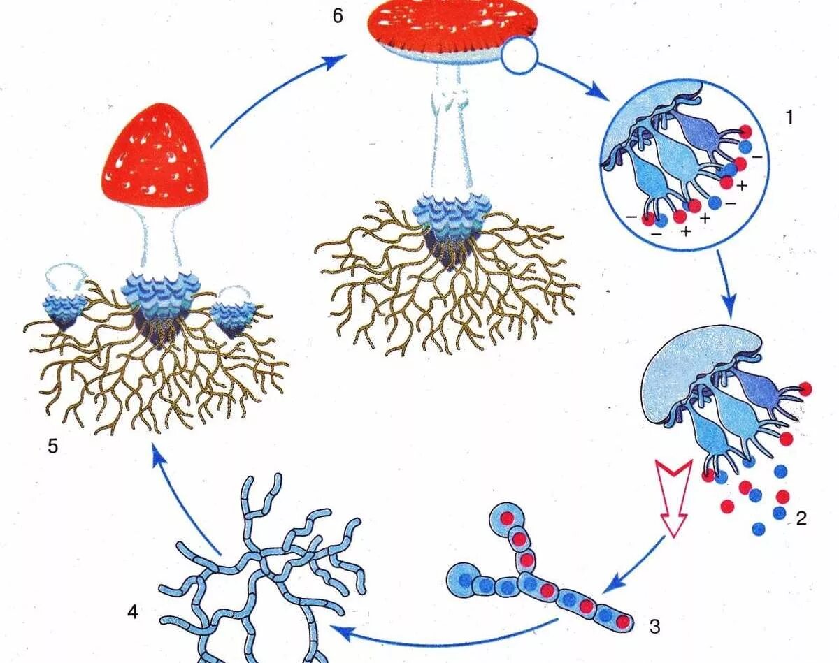Размножение спорами грибы. Жизненный цикл шляпочного гриба схема. Размножение грибов спорами схема. Цикл развития шляпочного гриба схема. Вегетативное размножение осуществляется путем деления мицелия