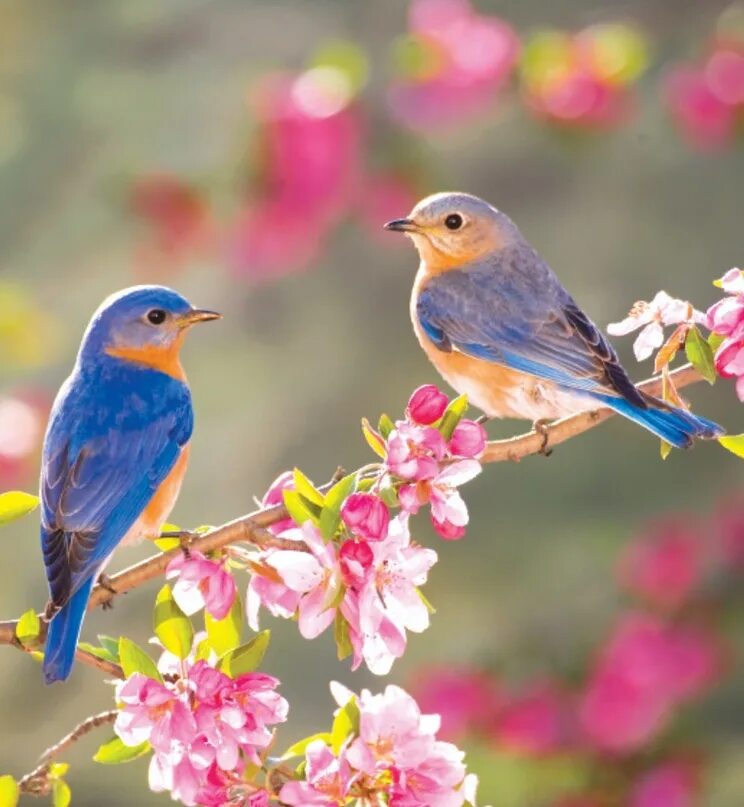 Весной веселой пели птицы. Красивые птицы. Яркие птицы.