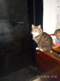 Найденные коты в твери