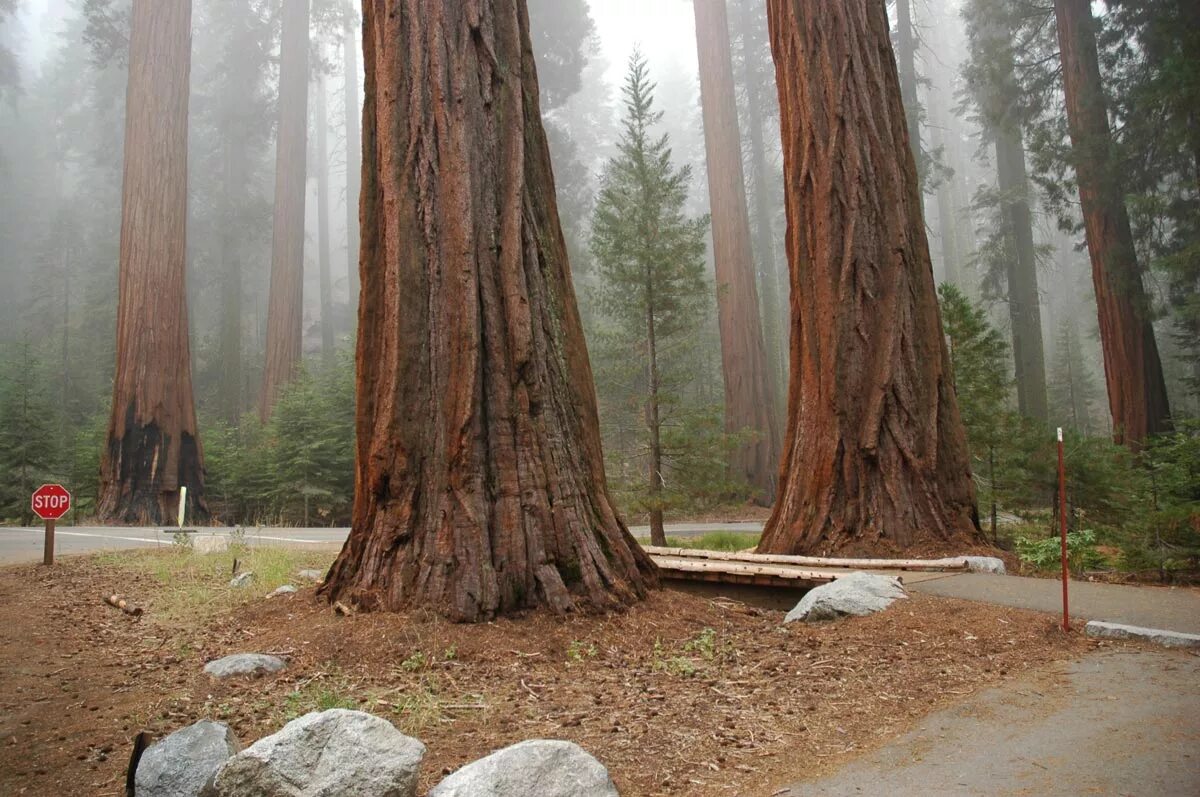 Sequoia park