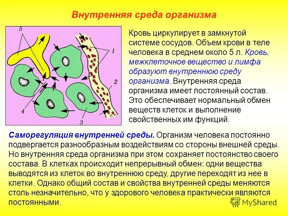 Постоянство внутренней среды организма. Строение цитоплазмы животной клетки. Постоянство внутреннего состава клетки. Кровь как внутренняя среда организма. Постоянство внутренней среды это свойство.