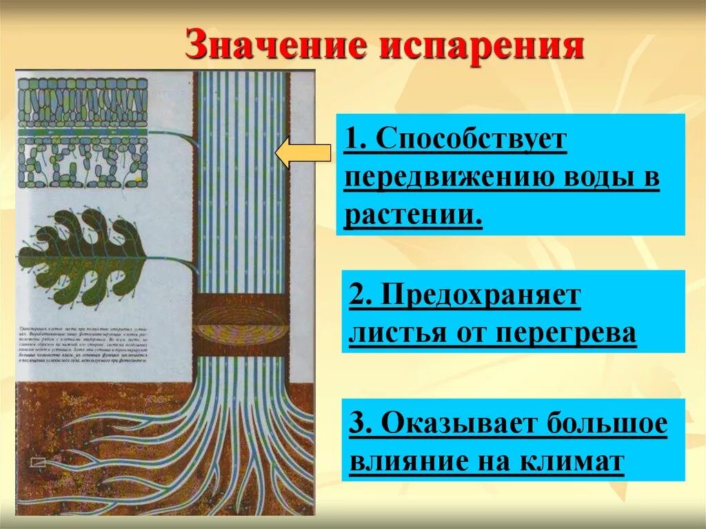 Испарение 6 класс биология кратко. Испарение воды листьями. Транспирация воды у растений. Испарение влаги с листьев растений. Испарение воды листьями листопад.