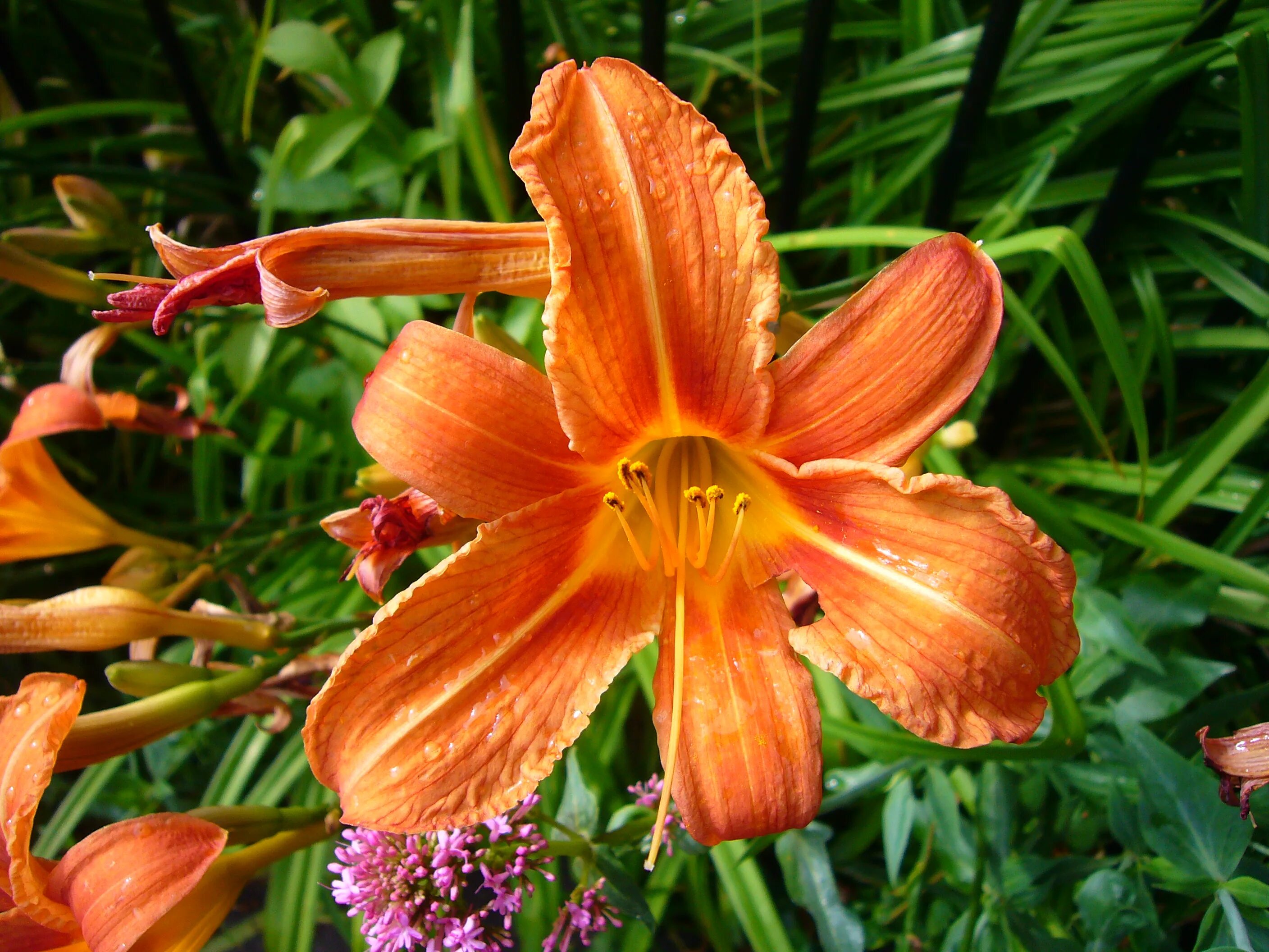 Хемерокалис цветок фото и описание выращивание. Лилейник Фульва Квансо. Orange Daylily Hemerocallis fulva. Лилейник fulva. Лилейник гибридный 'Фульва.