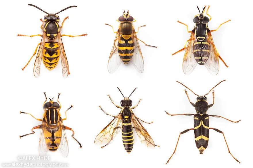 Мюллеровская мимикрия. Мимикрия мюллера. Адаптация божьей коровки. Модель мимикрия для старшей группы. Мимикрия адаптация у животных.