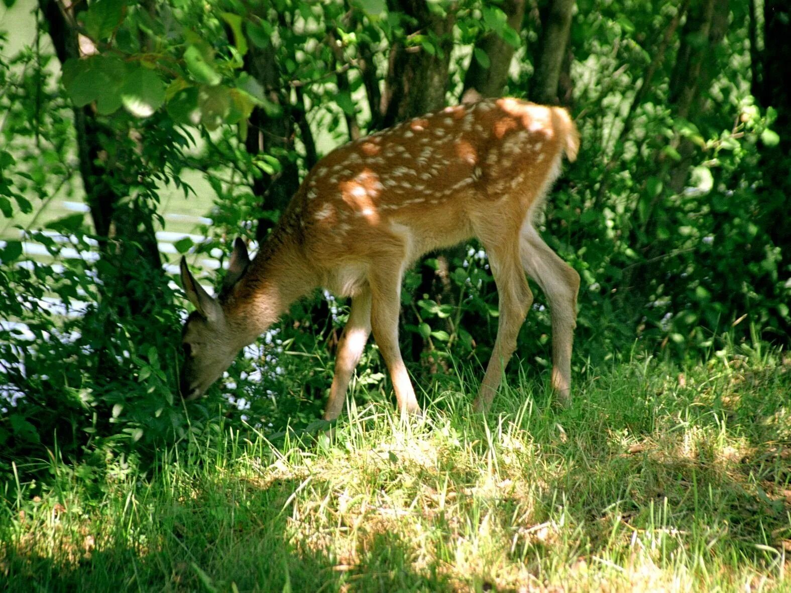 фауна степного крыма. тушканчик большой красная книга крыма. большой тушканчик. заяц русак с зайчатами. ялтинский горно-лесной природный заповедник животные.