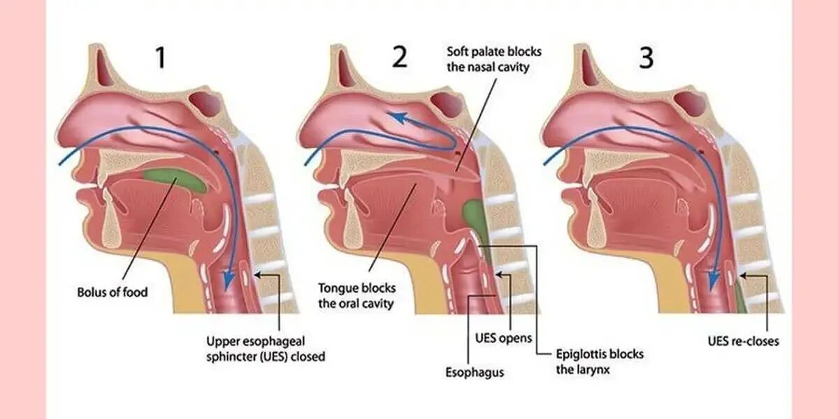 Акт дыхания человека. Центр глотания. Esophagus.