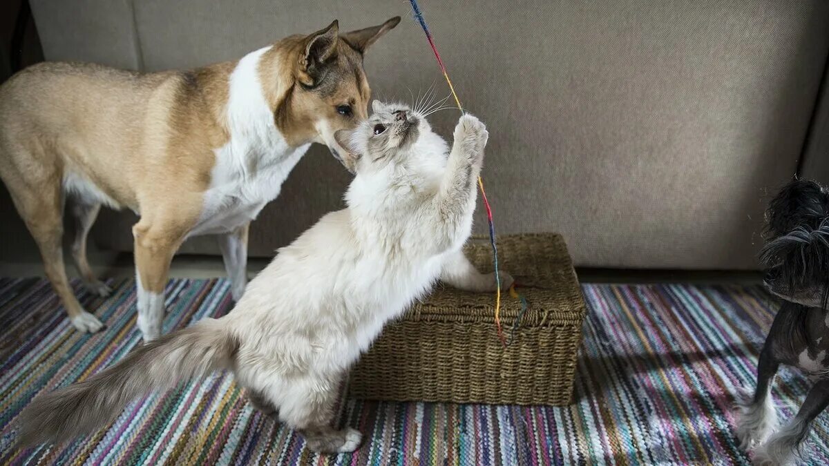 Кошки и собаки. Кот и собака дружат. Коты собаки в квартире. Фото кошек и собак. Как подружить кошек между собой