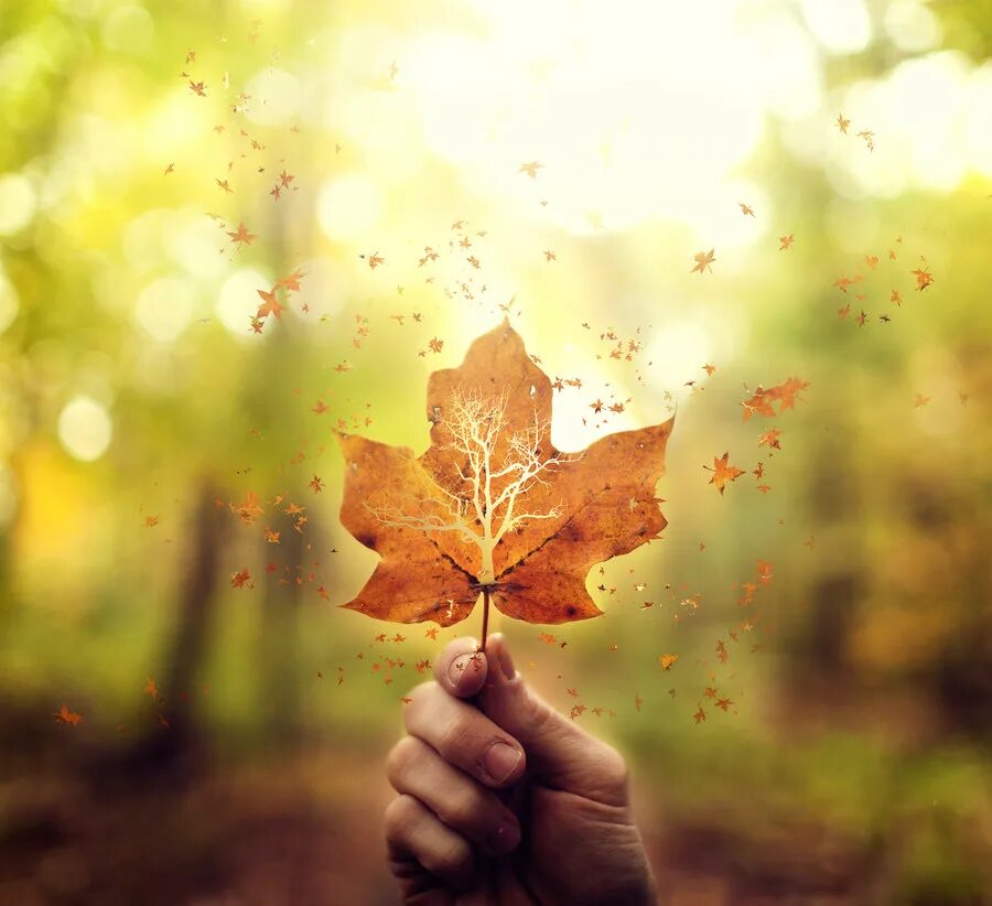 Да что говорить каждый осенний лист. Осенний лист на ладони. Осенние листочки в руках. Осеннее настроение. Осенние листья на аватарку.