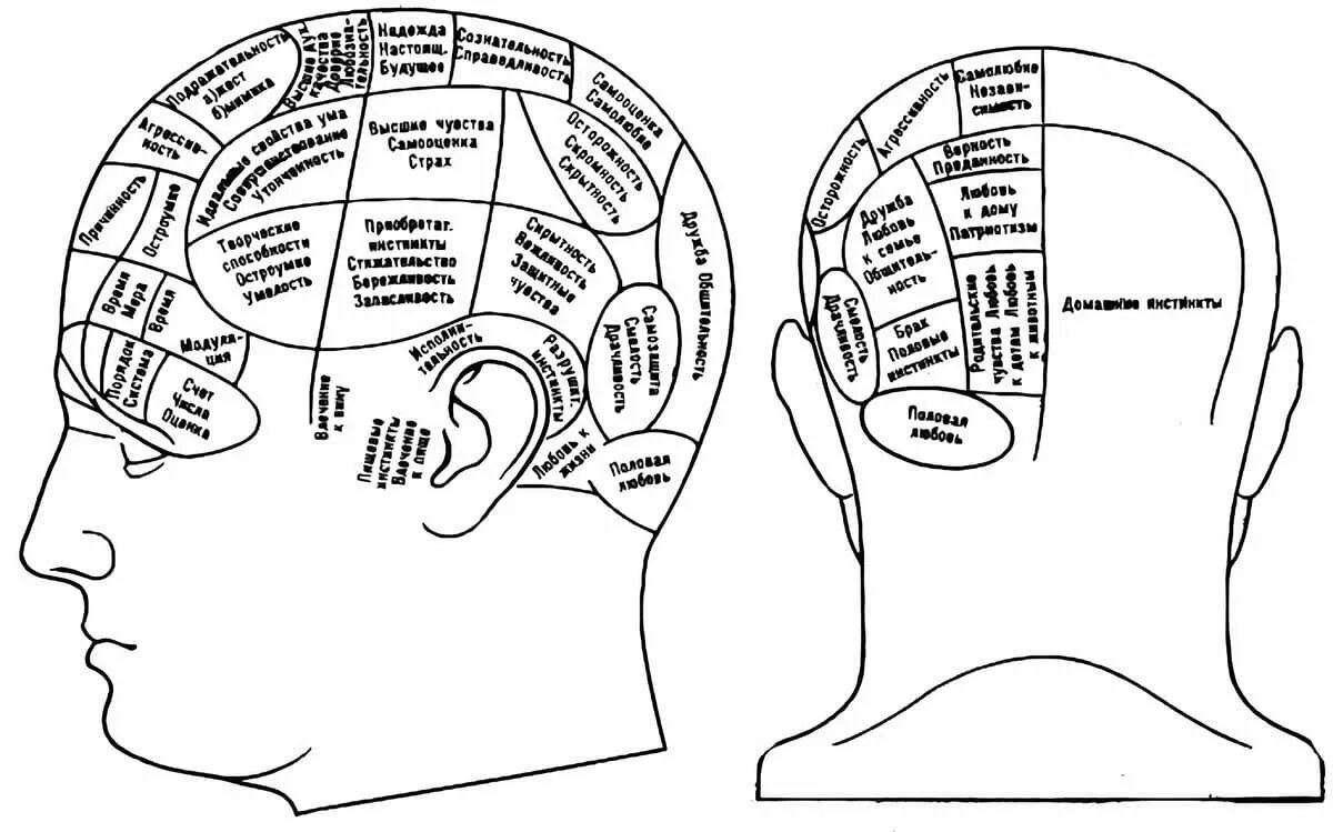 Френологические карты ф.Галля. Мозговая локализация высших психических функций. Локализация психических функций в коре головного мозга. Френологическая карта локализации психических способностей. Локализация психических функций в мозге
