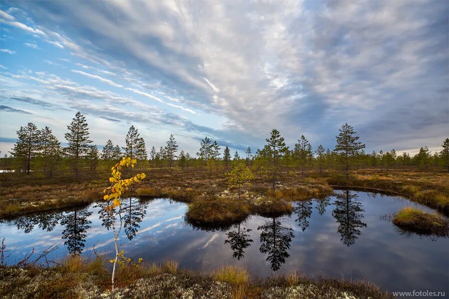 заболоченная тундра. кувшинское озеро ленинградская область. северные болота. усинск болота. северные болота.