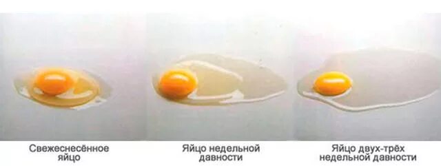 Почему мутные белки яиц. Свежесть яйца разбитого. Как выглядит протухшее яйцо. Испорченное яйцо куриное.