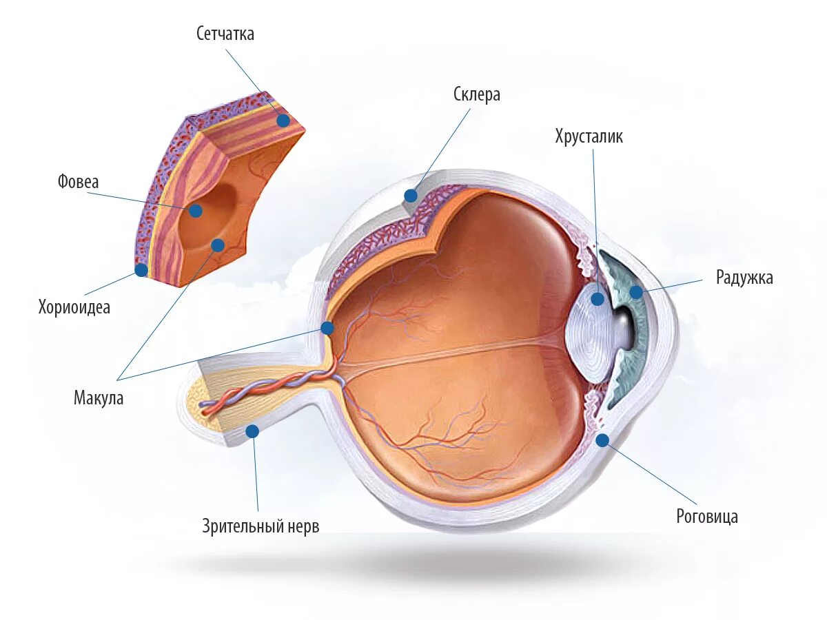 Желтое пятно. Choroid layers. Eye Anatomy Histology schema 3.5/2.5 psl Full.