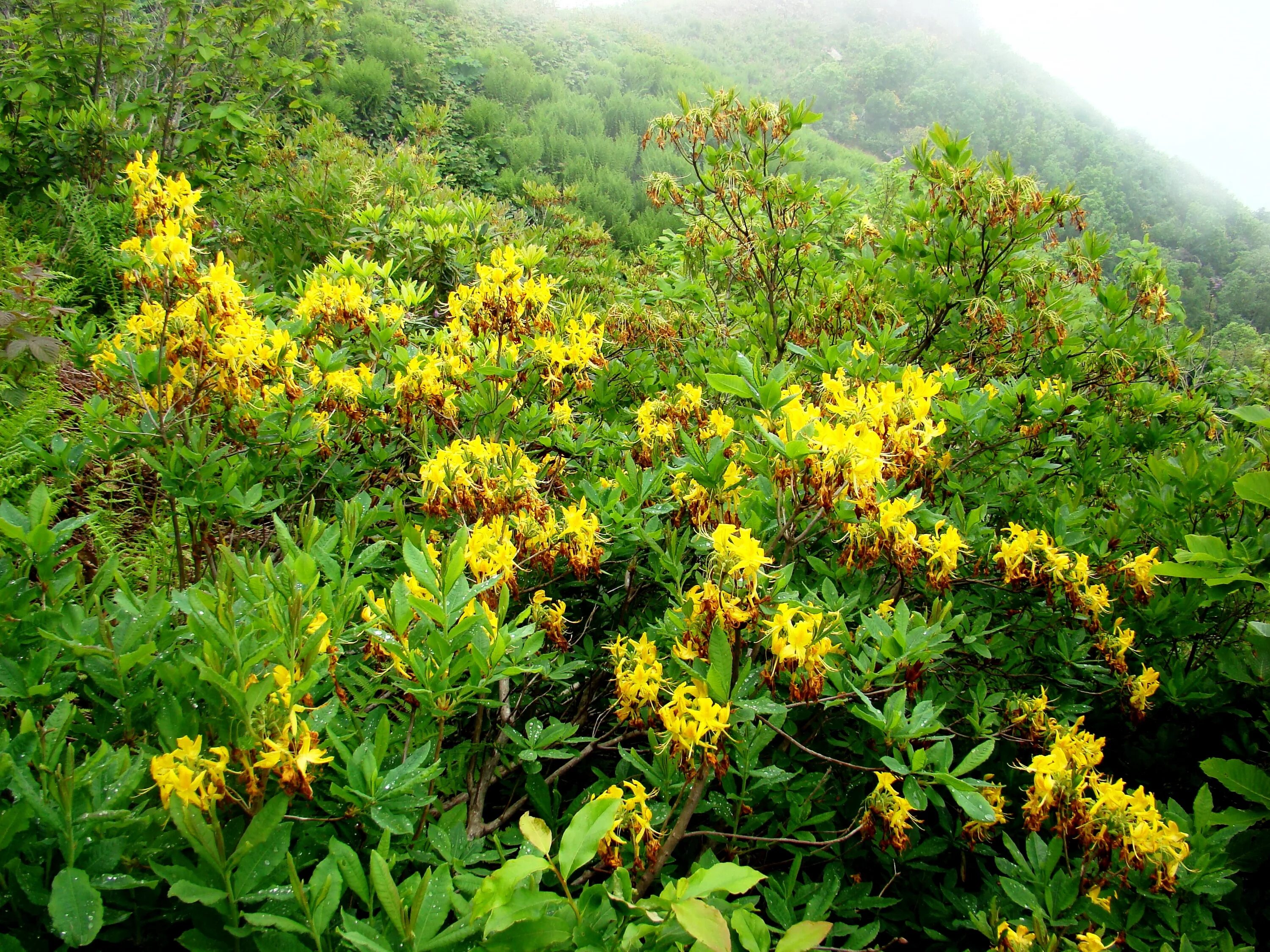 Рододендрон жёлтый Rhododendron luteum. Рододендрон кавказский желтый.