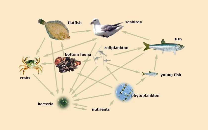 Пищевая цепь. Пищевая цепочка. Пищевая цепь в море схема. Цепь питания улитки. Цепь питания с бактериями