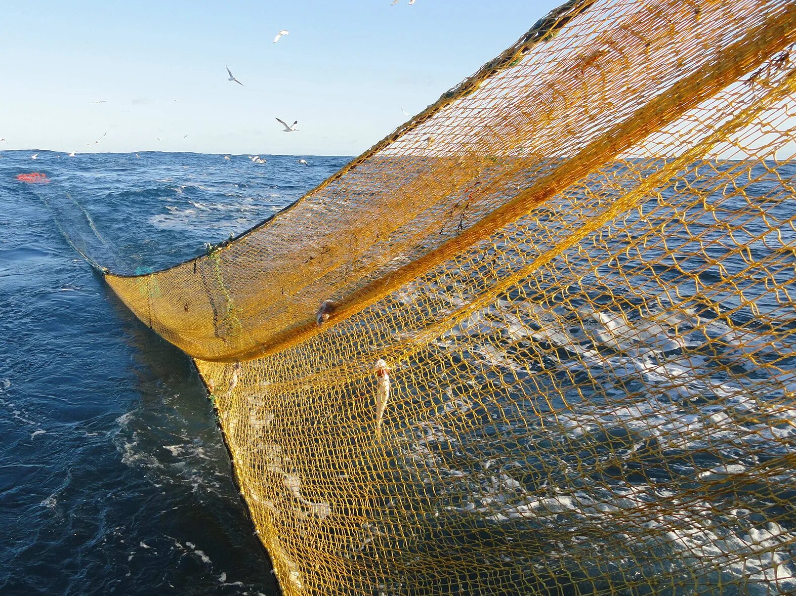 пенжинская рыболовецкая артель. промысловые рыбацкие сети. невод для ловли рыбы. ловля рыбы неводом. ловля рыбы неводом.