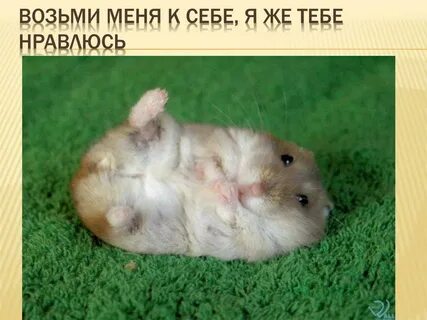 Курс хомяка сейчас