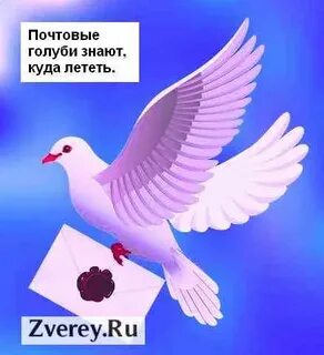 Откуда почтовые голуби знали куда лететь