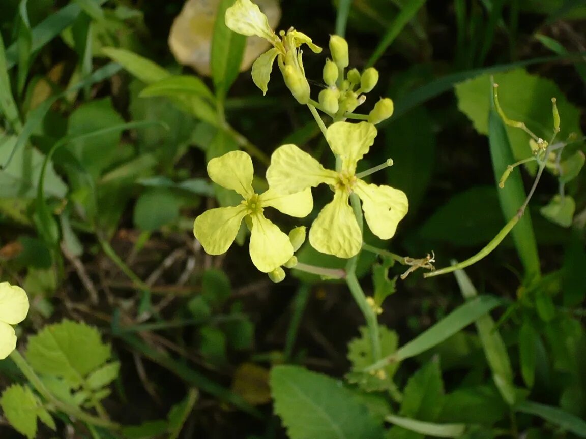 Крестоцветные редька Дикая. Raphanus raphanistrum. Raphanus raphanistrum – редька Полевая. Редька Дикая Ráphanus raphanístrum l.. Таксон редьки дикой