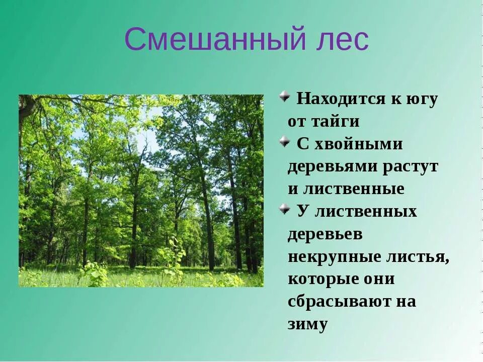 Характеристика смешанных лесов. Проект о смешанных лесах. Смешанные леса проект. Смешанные леса презентация. Проект на тему смешанные леса.