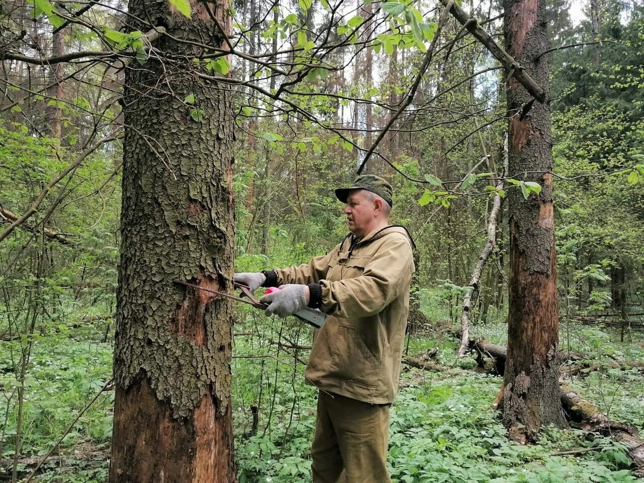 проведу в лесной. проведу в лесной. грибники в лесу. проведу в лесной. красногорские виражи (митино - красногорская).