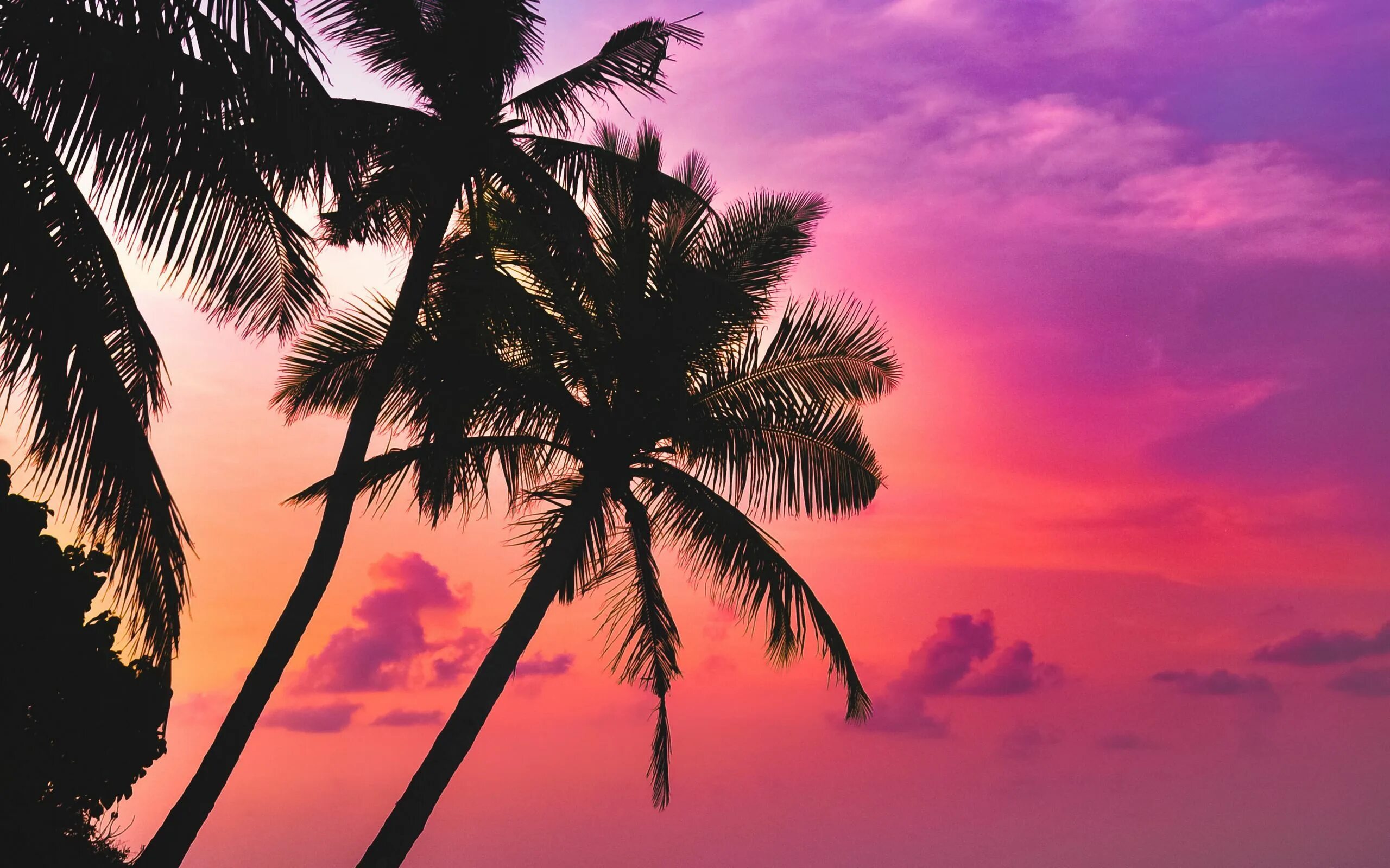 Пальмы на закате. Фон пальмы. Пальмы на фоне заката. Красивый закат с пальмами.