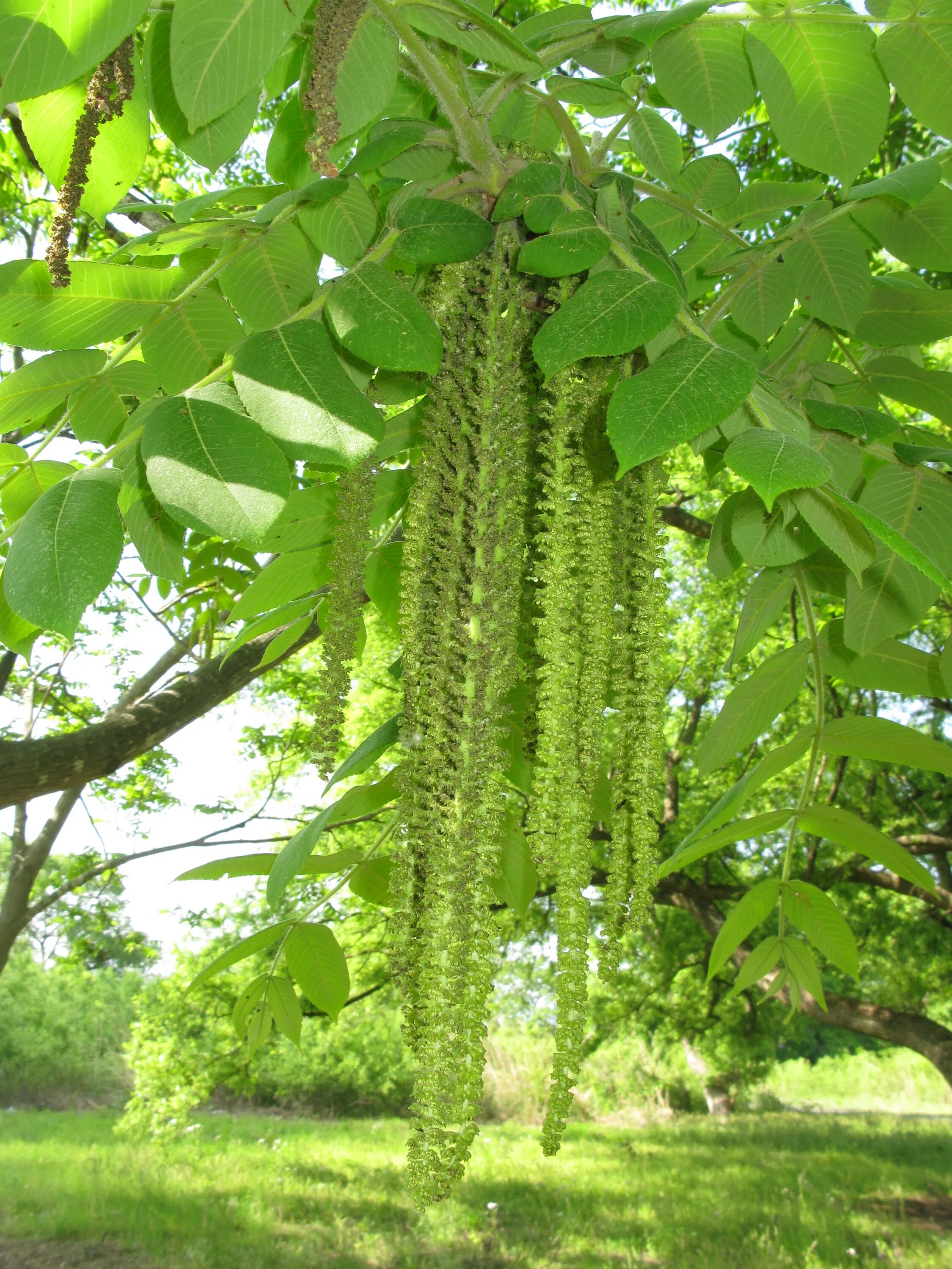 Деревья с сережками названия и фото. Орех маньчжурский (Juglans mandshurica). Орешник маньчжурский. Орех маньчжурский(Juglans mandshurica Maxim). Орех маньчжурский (Juglans nigra l.).