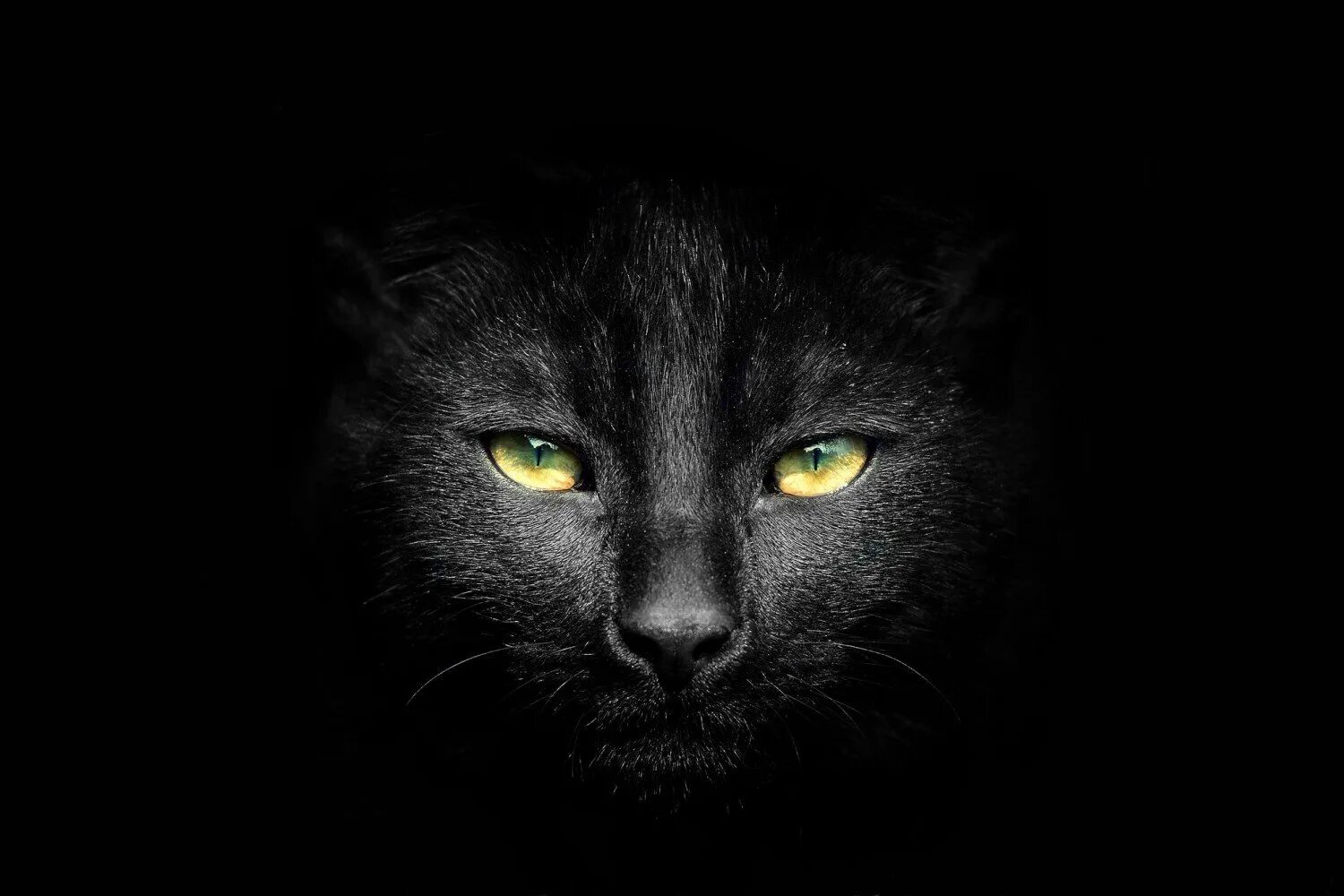 Картинка кот на черном фоне. Черный фон картинка. красивый черный кот.