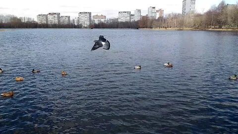 Уно головинские пруды