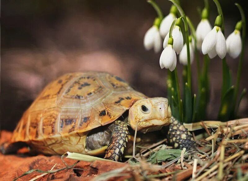 Черепахи весной. Черепашка с цветами. Черепаха с цветком. Черепаха весной.
