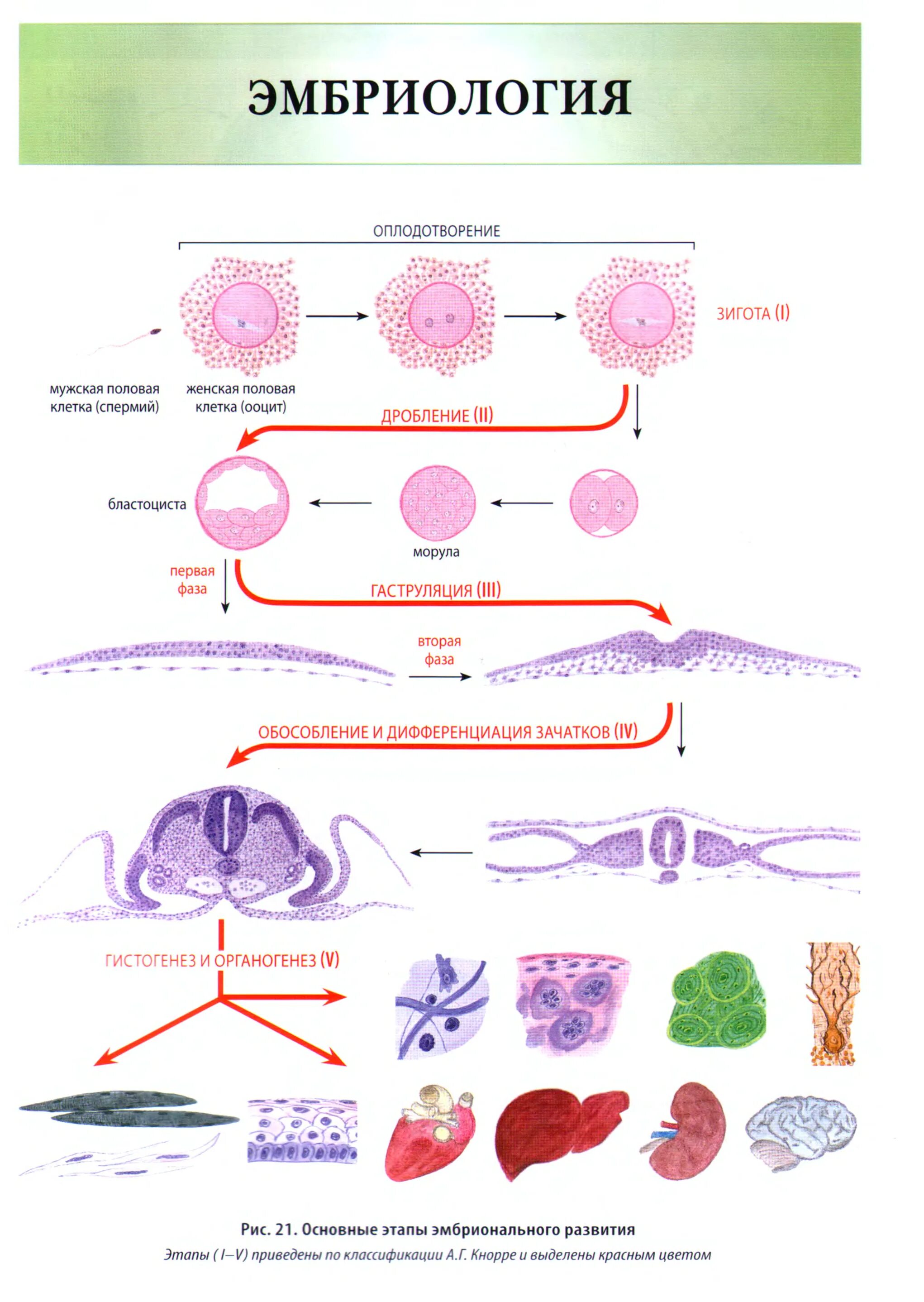 Клетка онтогенез. Гистология эмбриология схема. Эмбриогенез человека схема. Фазы эмбриогенеза гистология. Эмбриональный гистогенез гистология схема.