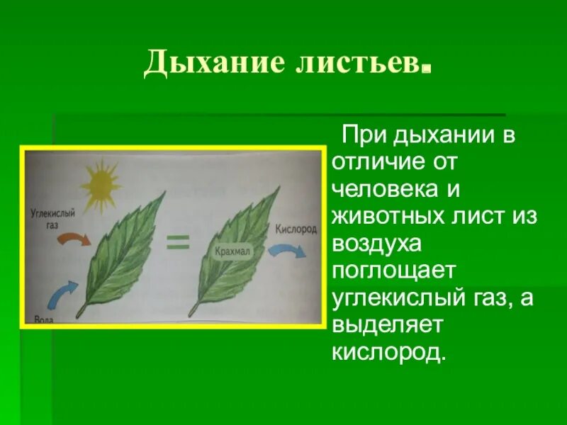 Из воздуха лист получает. Дыхание листа. Процесс дыхания листьев. Дыхание листа опыт. Процессы газообмена в листьях.