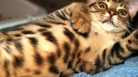 Download wallpaper wool, Koshak, spot, section cats in resolution 1920x1080...
