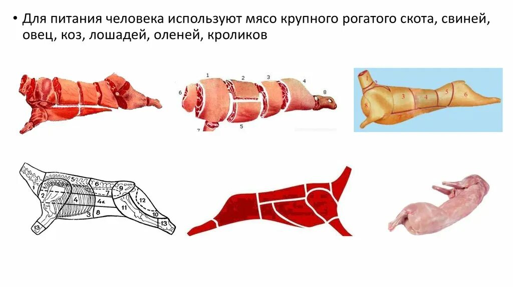 Трихинеллез мясо крупного скота крупно рогатого скота. Назовите самую нежную мышцу в мясе крупного рогатого скота:. Для питания человека используют мясо кого. Рогатого скота, свиней, овец, коз, лошадей, оленей, кроликов..