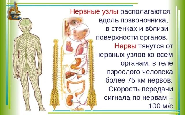 Нервные узлы это тела. Нервные узлы. Нервные узлы находятся. Нервные узлы в нервной системе. В теле человека 75 километров нервов.