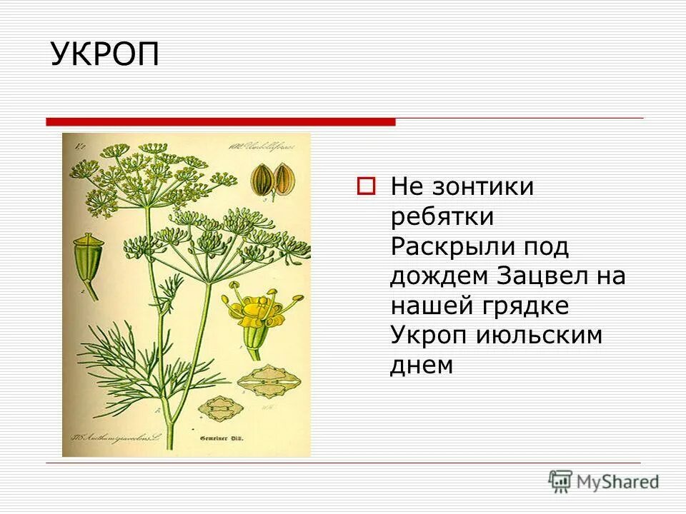 Укроп рассказ. Загадка про укроп для детей. Картинки укроп с описанием для детей. Стих про укроп для детей. Загадки про укроп для детей 6-7.