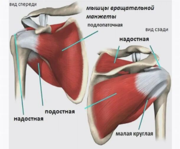 Тендинит мышцы плечевого сустава. Подостная мышца плечевого сустава. Тендинопатия вращательной манжеты плечевого сустава. Тендинит сухожилия надостной.