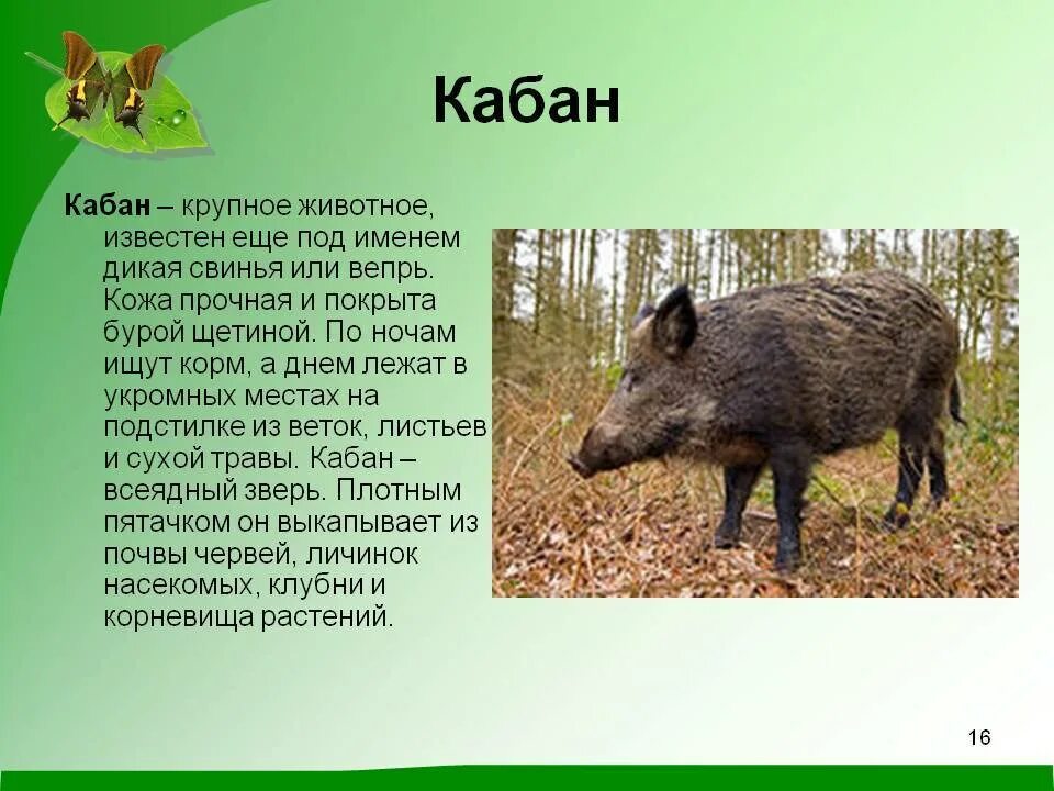 Способ питания кабанов