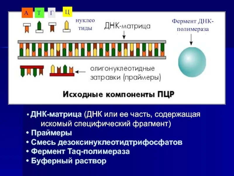Матричная днк начинается. Матричная ДНК. Дезоксинуклеотидтрифосфатов. Матрица ДНК. Специфические ФРАГМЕНТЫ ДНК.