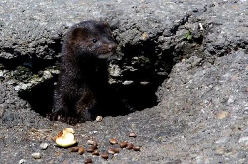 24 Brilliant Burrowing Animals