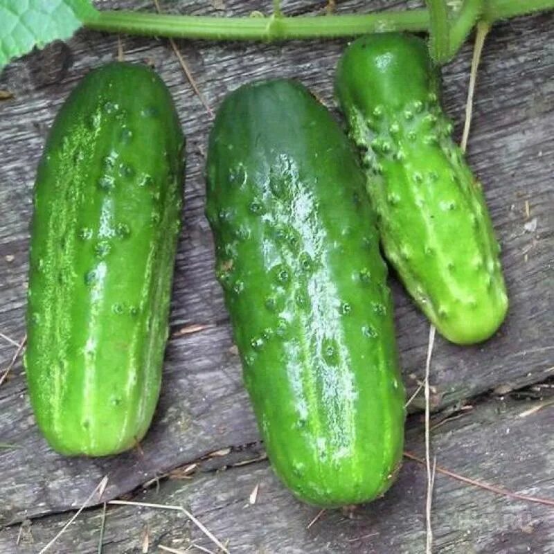 огурец сорт муромский. сорт огурцов муромский. сорт огурцов муромские. огурец муромский семена. сорт огурцов муромские.