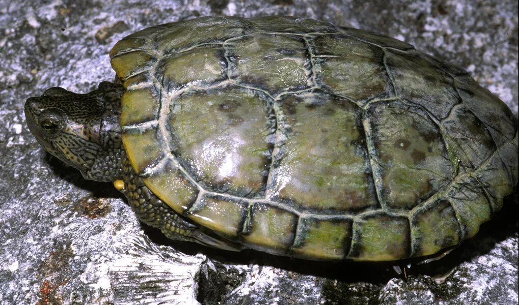 Trachemys decussata (Северная Антильская черепаха). Trachemys Adiutrix. Черепаха с желтыми полосками. Молдавские черепахи. Черепахи новосибирск