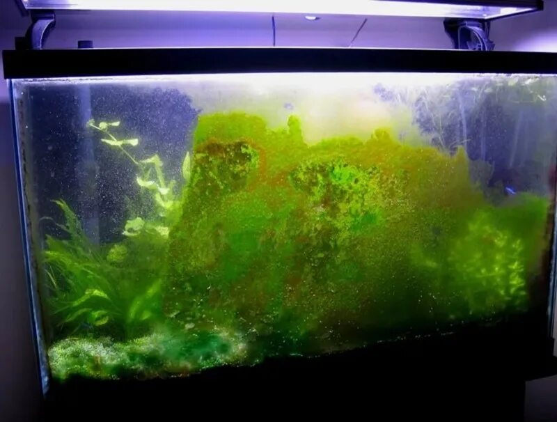 Почему на аквариуме появляется налет. GDA водоросли в аквариуме. Водоросли на стекле аквариума. Зелёные водоросли в аквариуме на стёклах. Стена с водорослями в аквариуме.