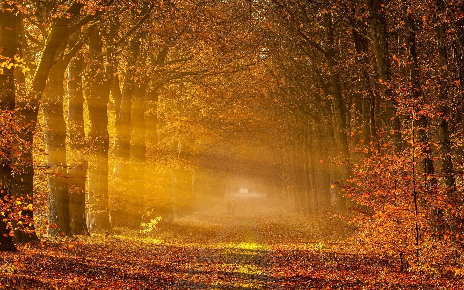 Осень. Осенний пейзаж. Осенний лес. Осеннее солнце. Осеннее богатство