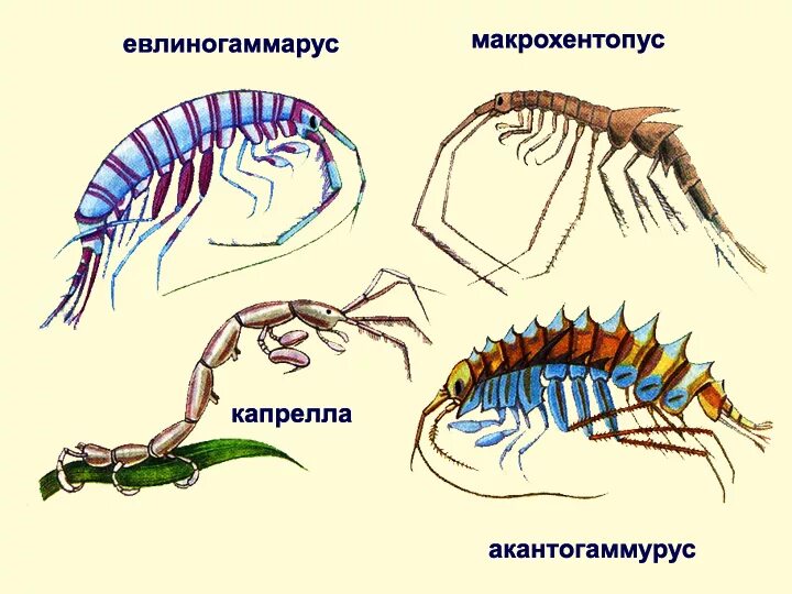 Развитие речного рака. Ракообразные представители. Членистоногие ракообразные. Представители класса ракообразные. Разноногие представители.