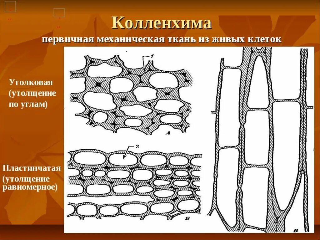 Пластинчатые клетки. Механическая ткань растений колленхима. Пластинчатая ткань колленхима. Механическая ткань колленхима угловатая коленхима. Механический ткани растений колленхима уголковая.