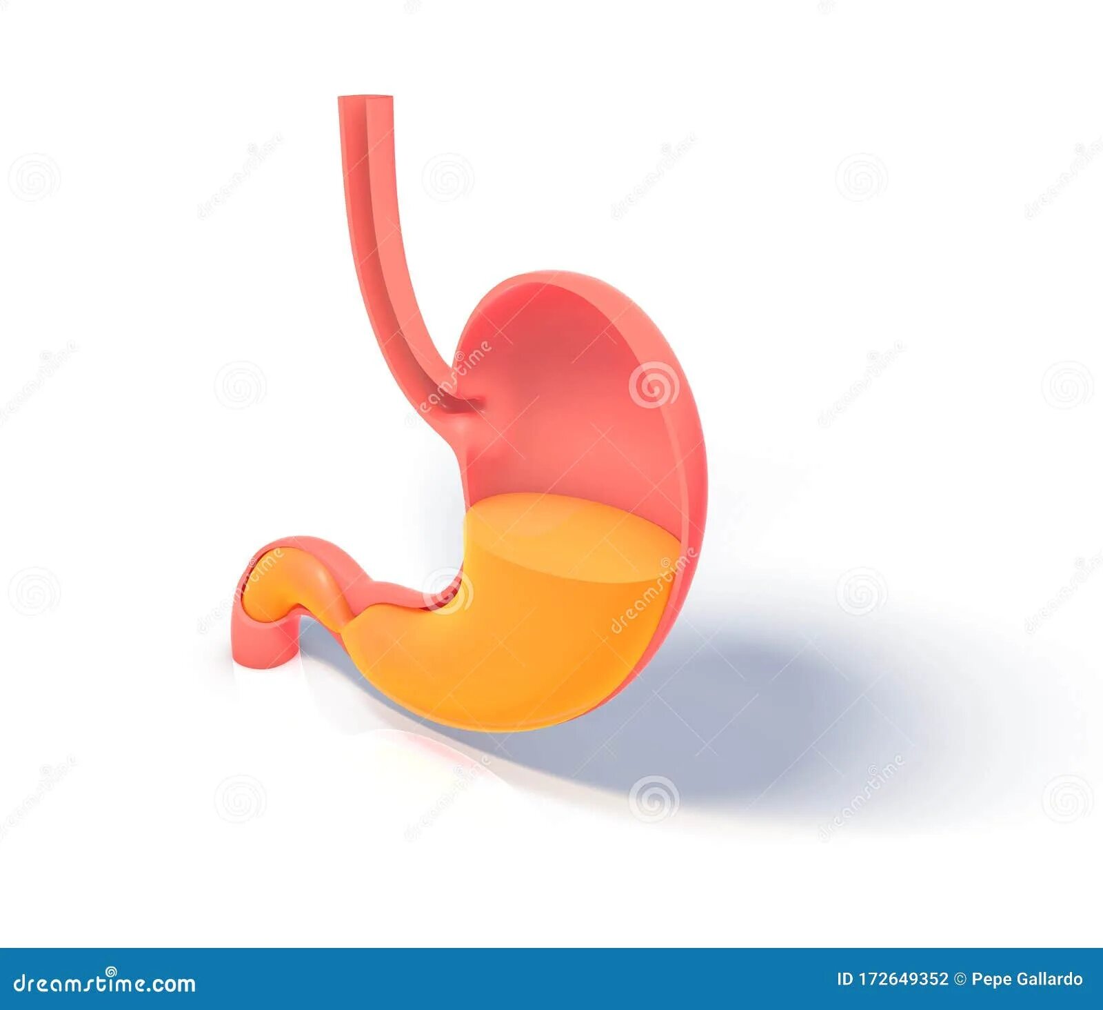Плохо работает желудок что делать. Улучшение работы жкт. Структура которая вырабатывает желудочный сок. Плохо работает желудок что делать. Процесс пищеварения в желудке кратко.