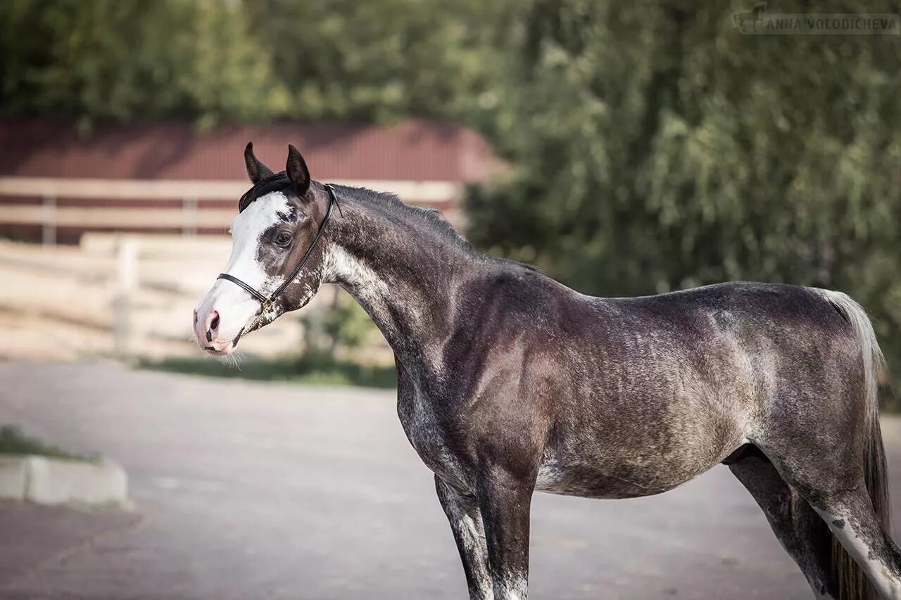 сабино рабикано. сабино масть лошади. сабино пегая масть. сабино масть лошади. булано пегая лошадь.