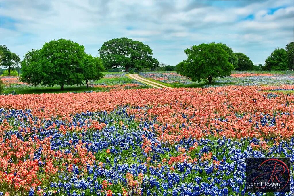 Пестрая страна. Bluebonnet Texas. Цветочные поля Техаса. Техас поле с цветами. Цветок Техас Хиллс.