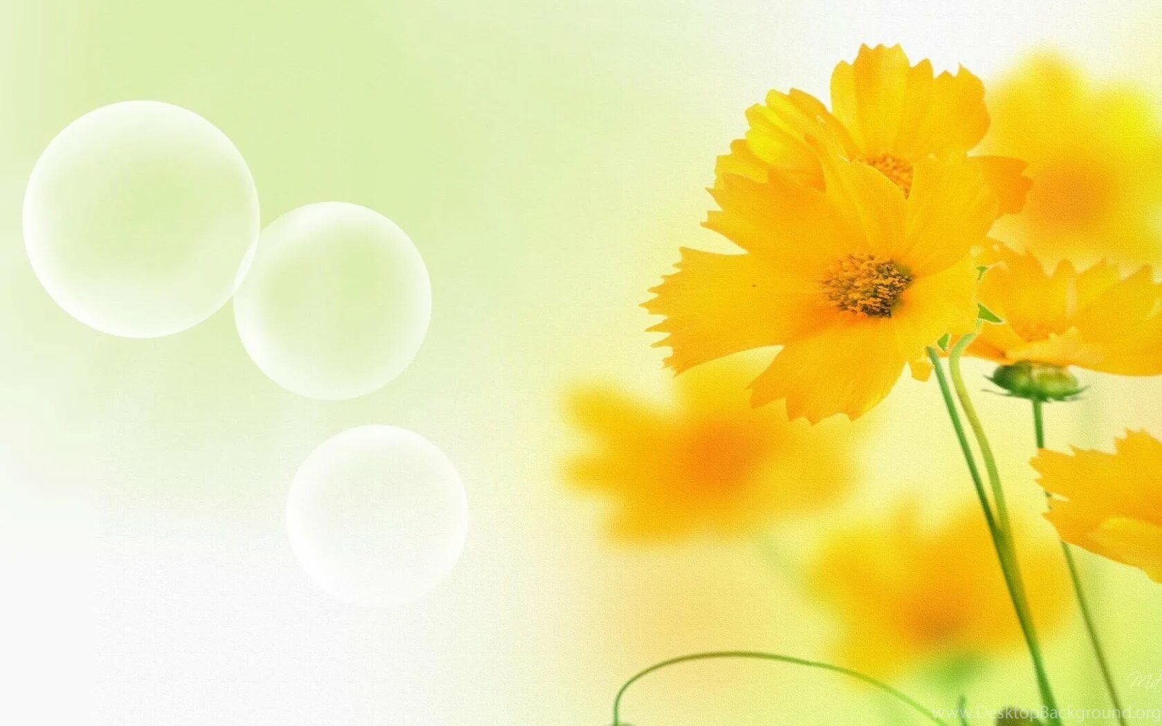 Желтые обои. Желтый фон с цветами. Обои желтого цвета. Хризантема еллоу страйк. Желтый фон.